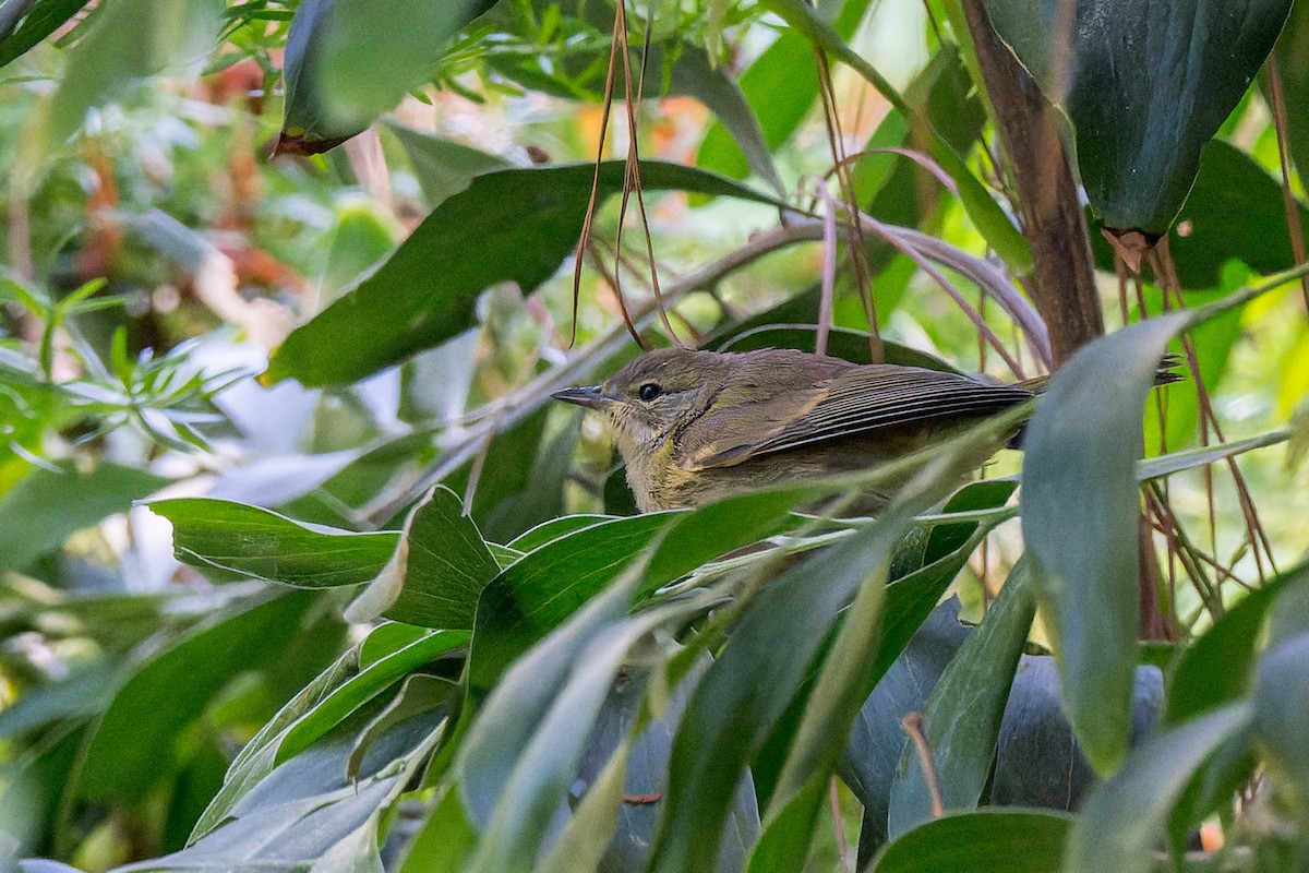 Orange-crowned Warbler - Ruslan Balagansky