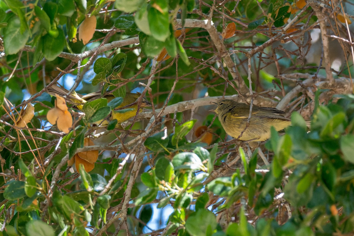 Orange-crowned Warbler - ML619606104