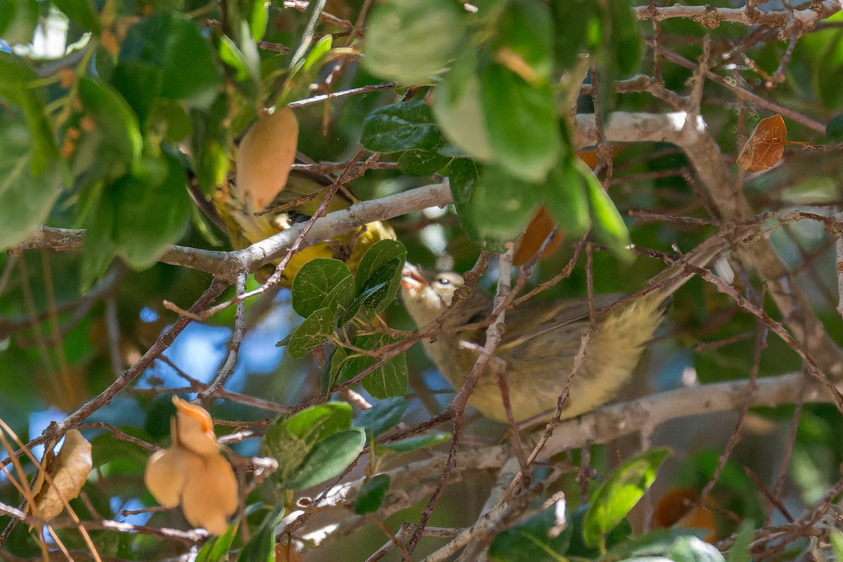 Orange-crowned Warbler - ML619606105