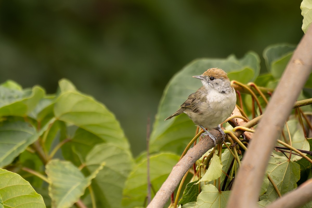 Eurasian Blackcap - Bart Hoekstra