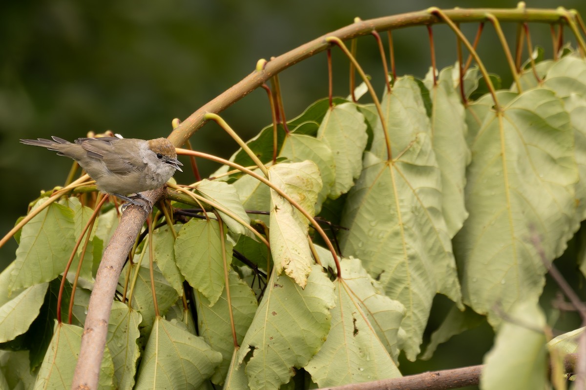 Eurasian Blackcap - Bart Hoekstra