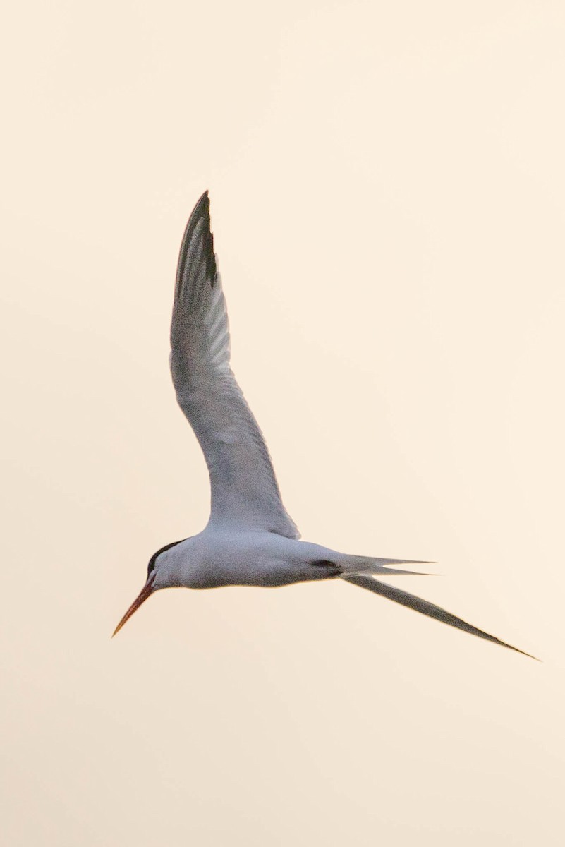 Elegant Tern - Gene Tortelli