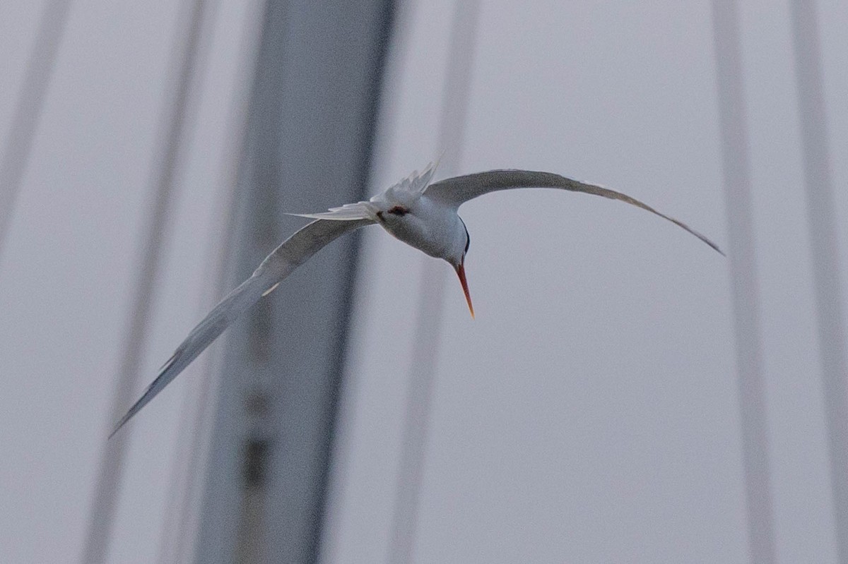 Elegant Tern - Gene Tortelli