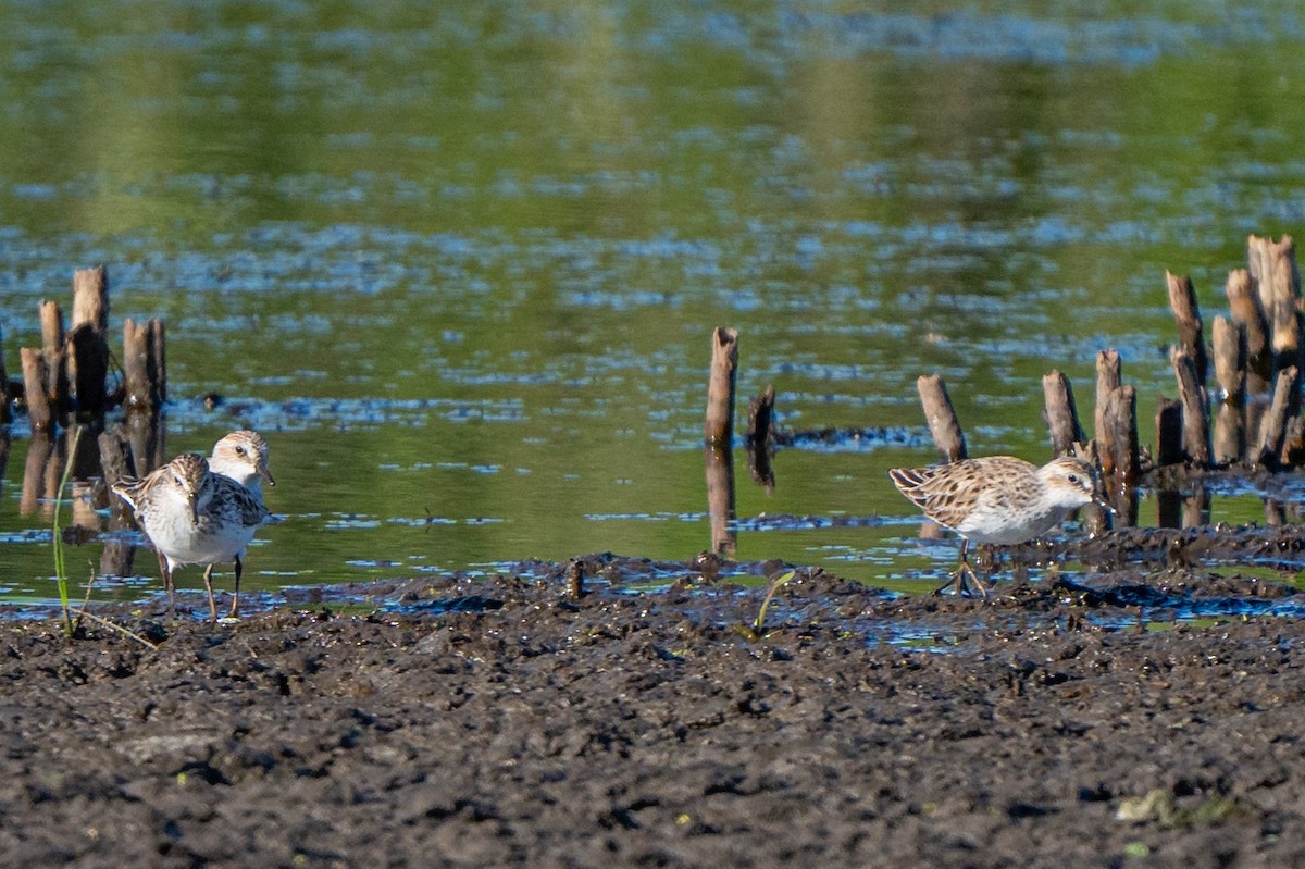 Semipalmated Sandpiper - Dori Eldridge