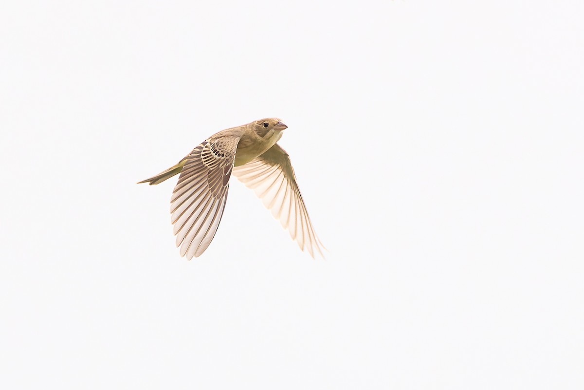 Black-headed Bunting - Bart Hoekstra