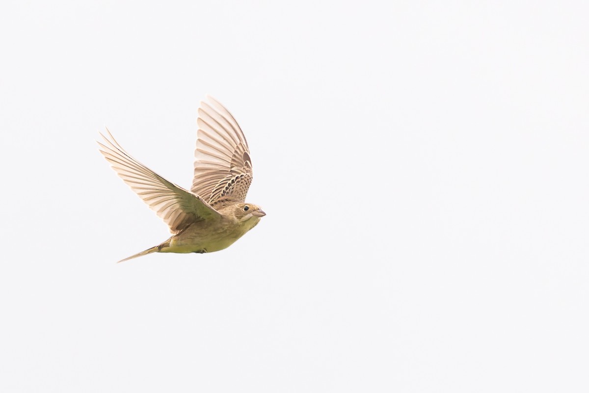 Black-headed Bunting - Bart Hoekstra