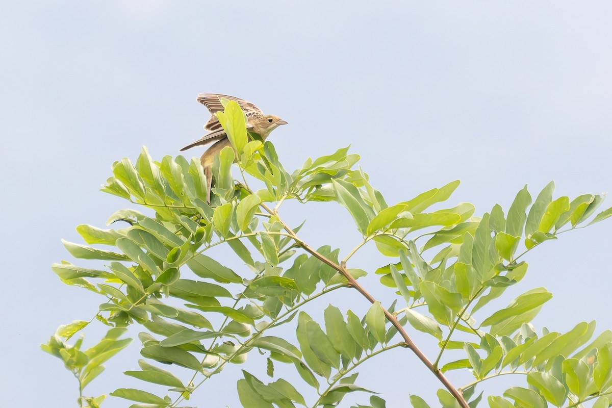 Black-headed Bunting - Bart Hoekstra