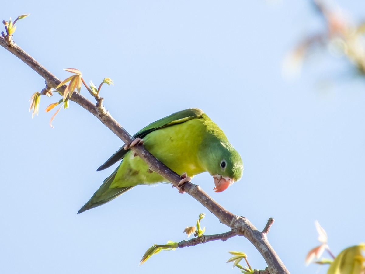 Orange-chinned Parakeet - Imogen Warren