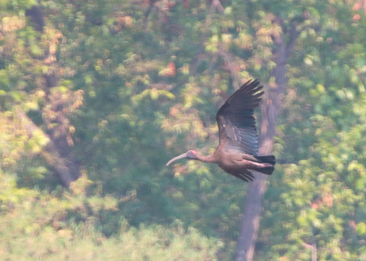 Red-naped Ibis - Jagat Flora