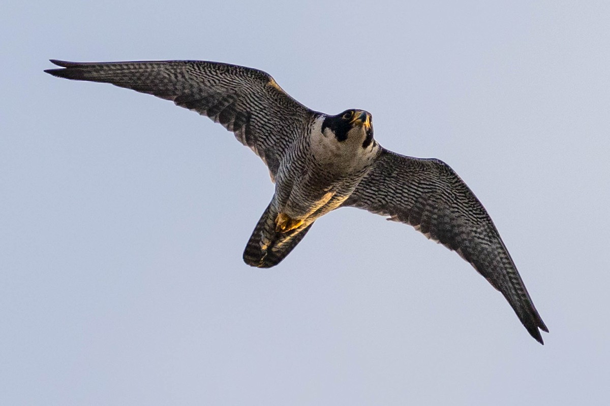 Peregrine Falcon - Gene Tortelli