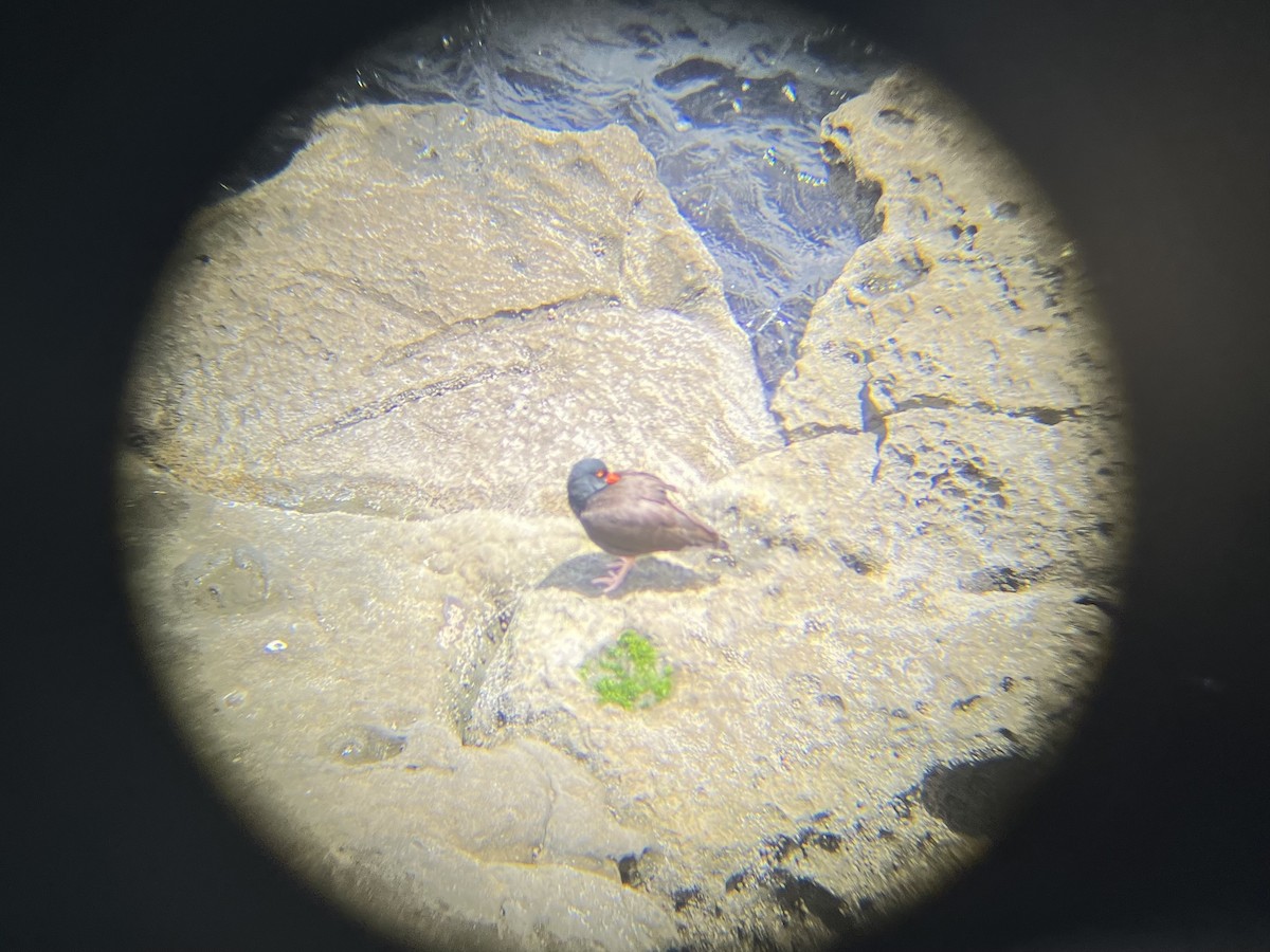 Black Oystercatcher - Luke Hastings