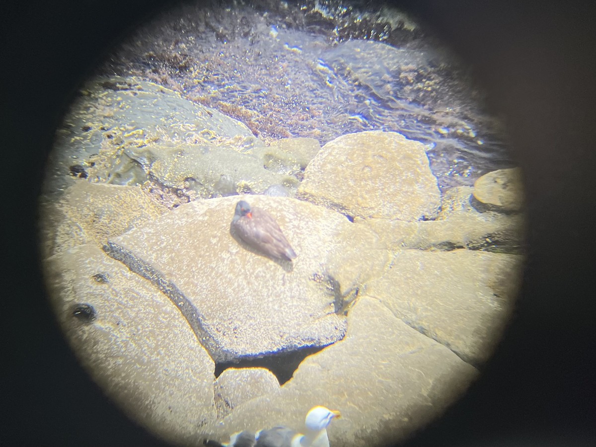 Black Oystercatcher - Luke Hastings