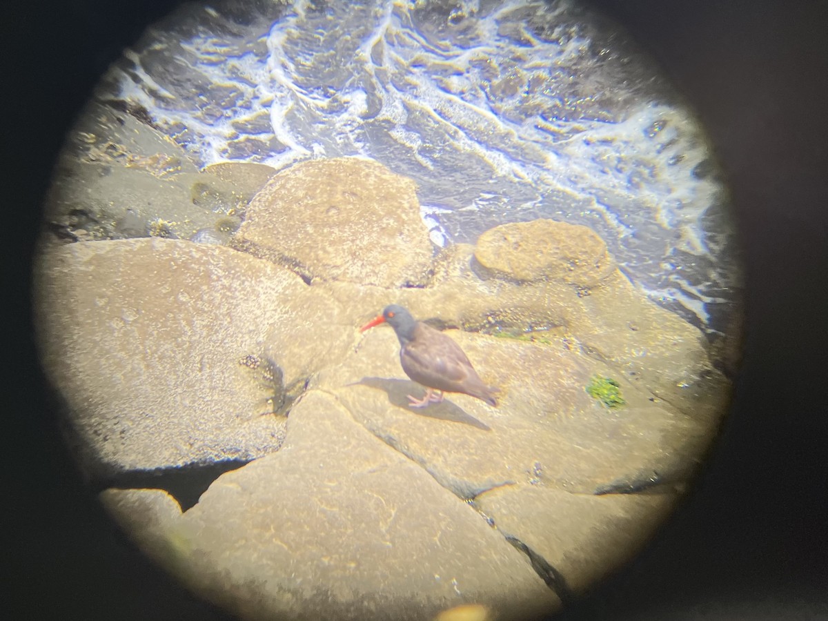 Black Oystercatcher - ML619606147