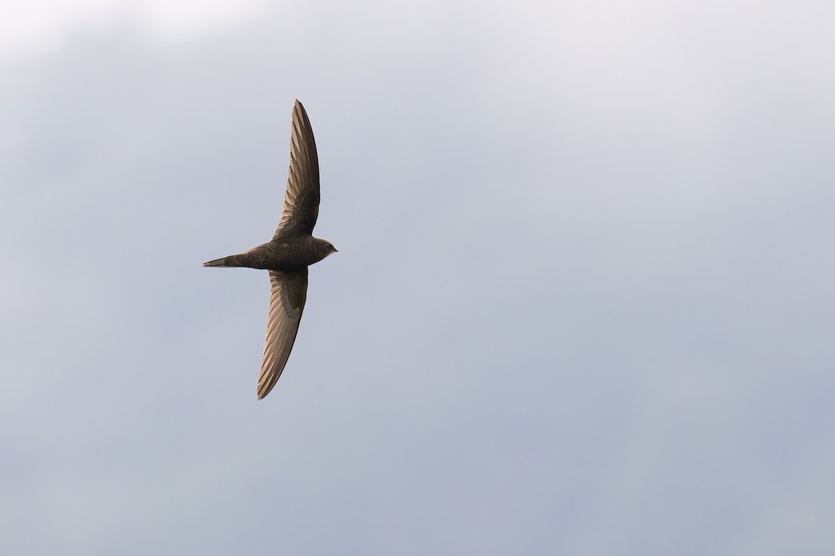 Common Swift - Bart Hoekstra