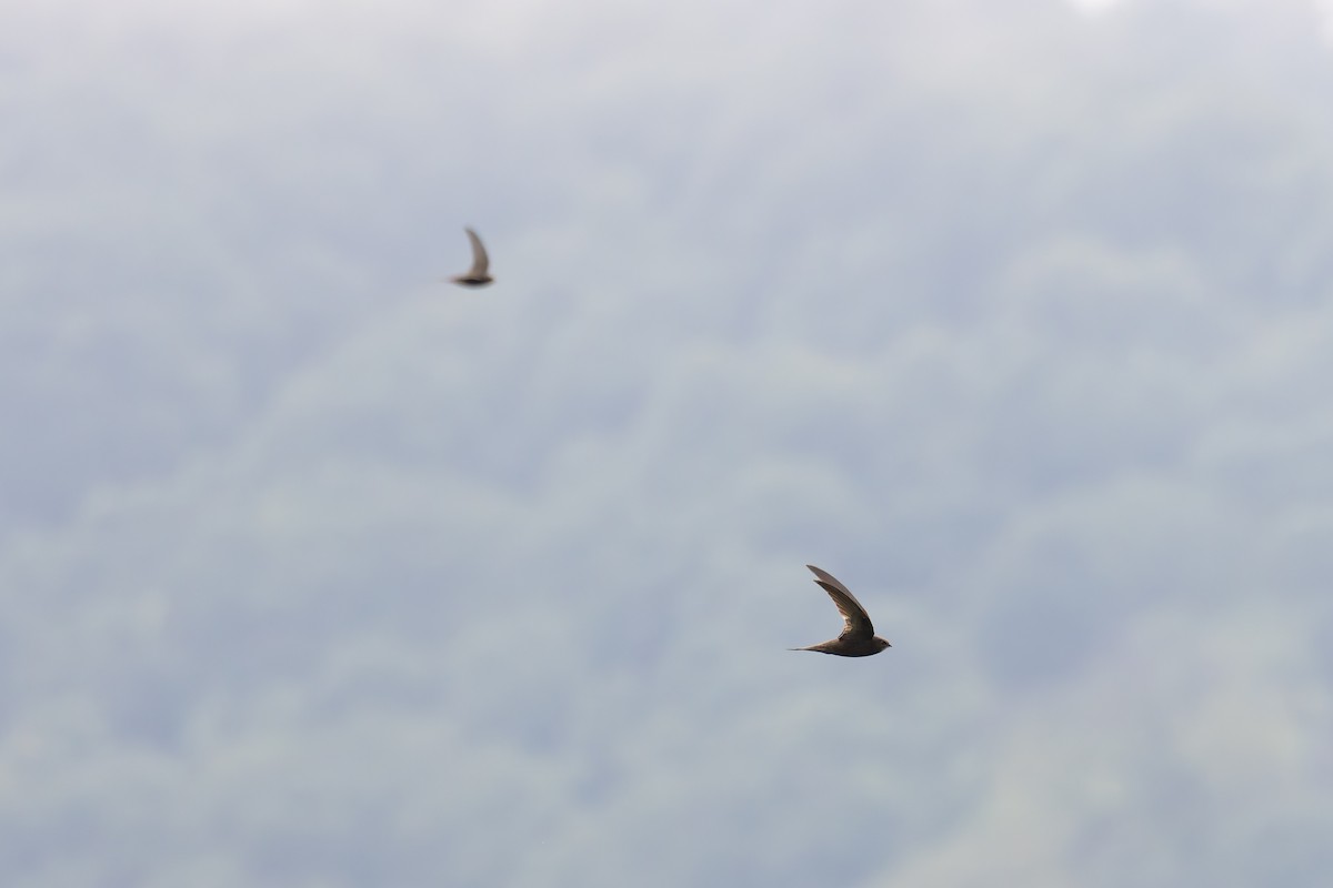 Common Swift - Bart Hoekstra