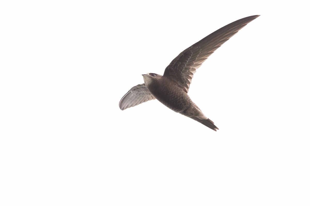 Common Swift - Bart Hoekstra