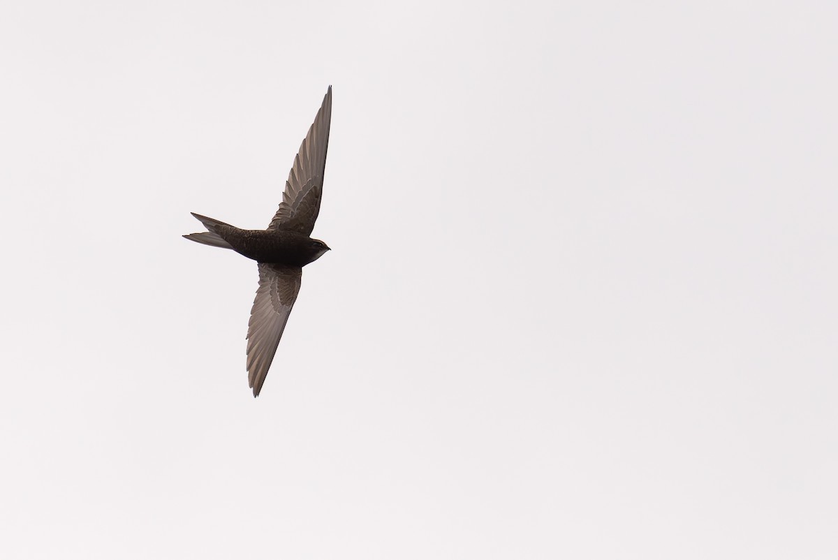 Common Swift - Bart Hoekstra