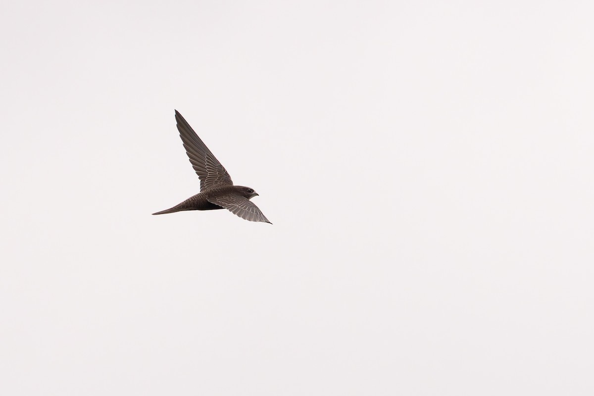 Common Swift - Bart Hoekstra