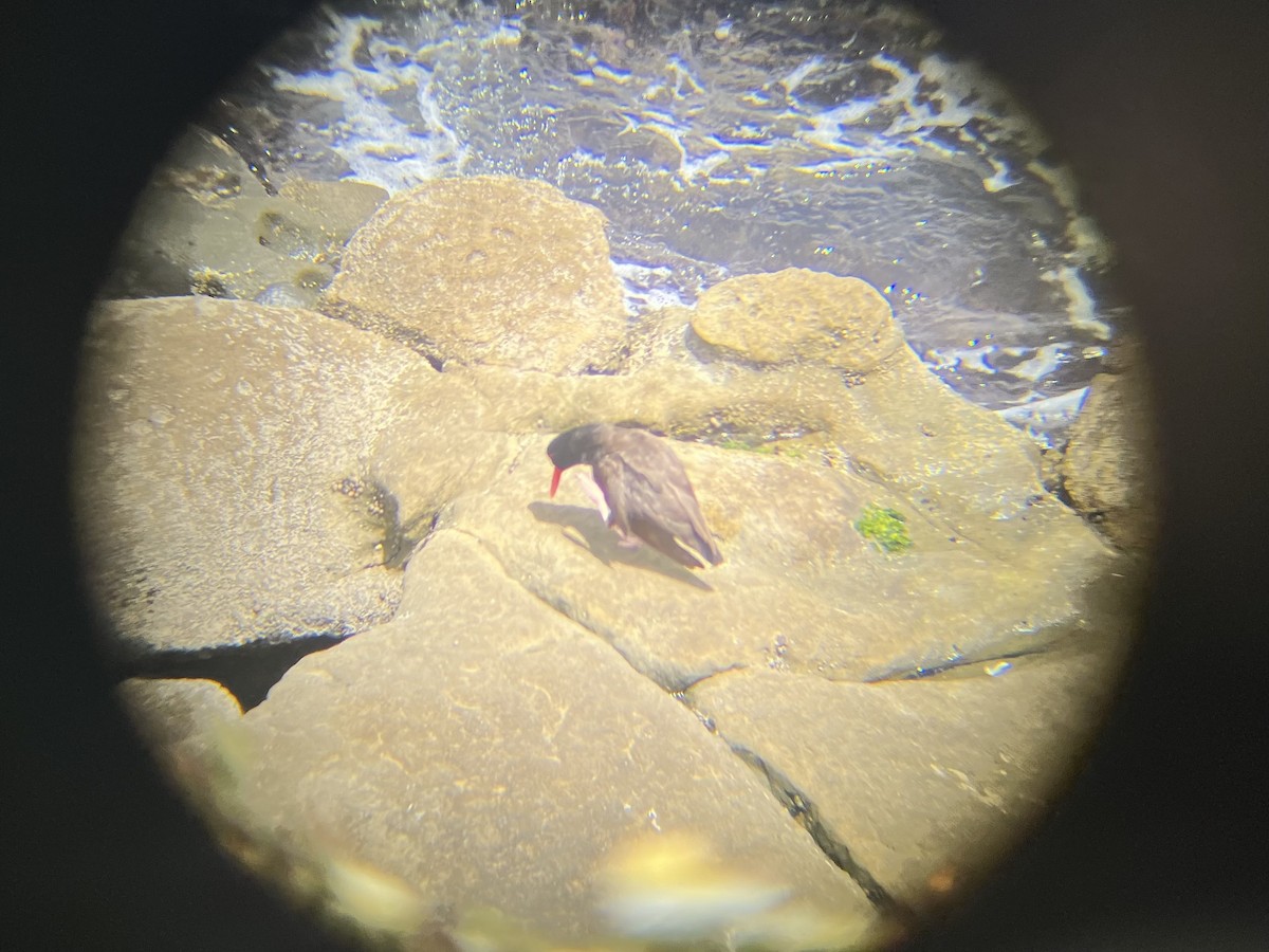 Black Oystercatcher - Luke Hastings