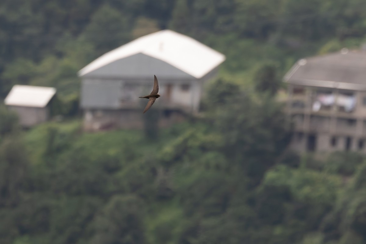 Common Swift - Bart Hoekstra