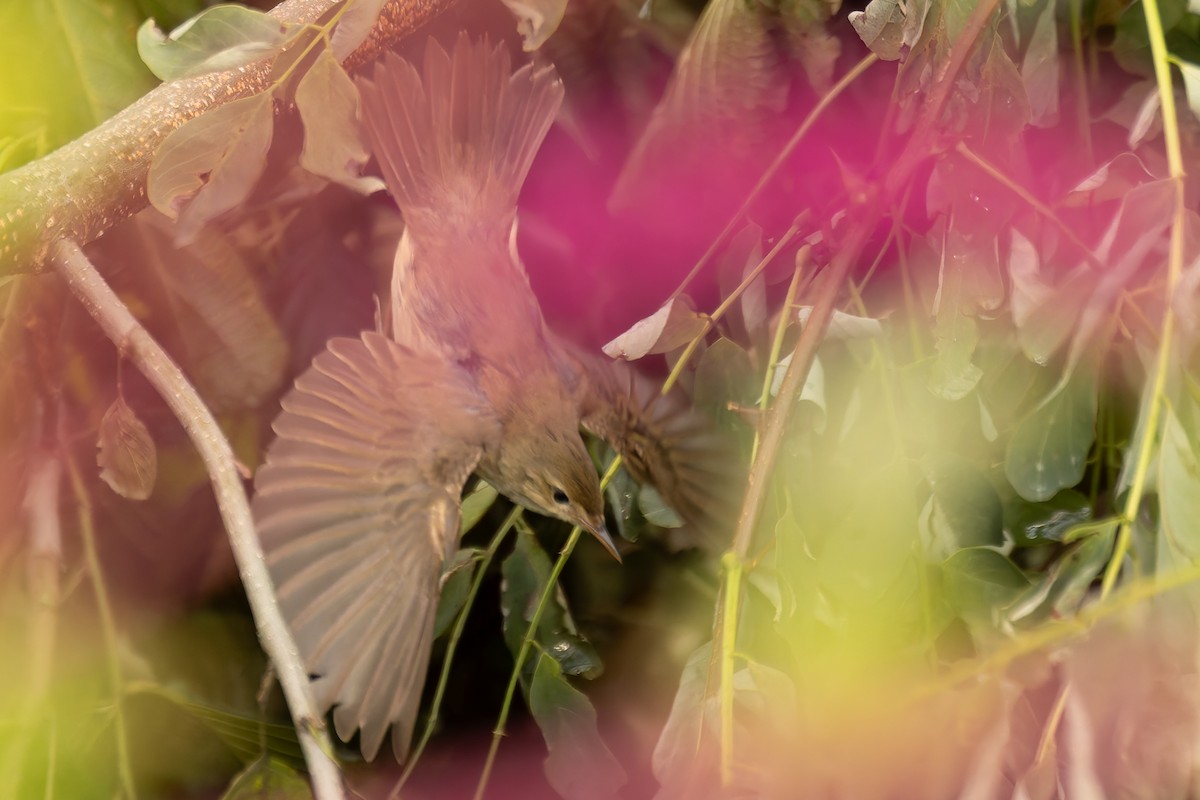 Marsh Warbler - Bart Hoekstra