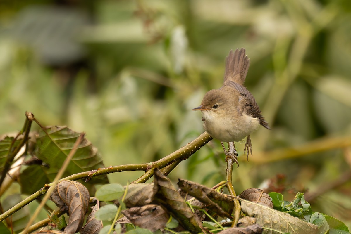 Marsh Warbler - Bart Hoekstra