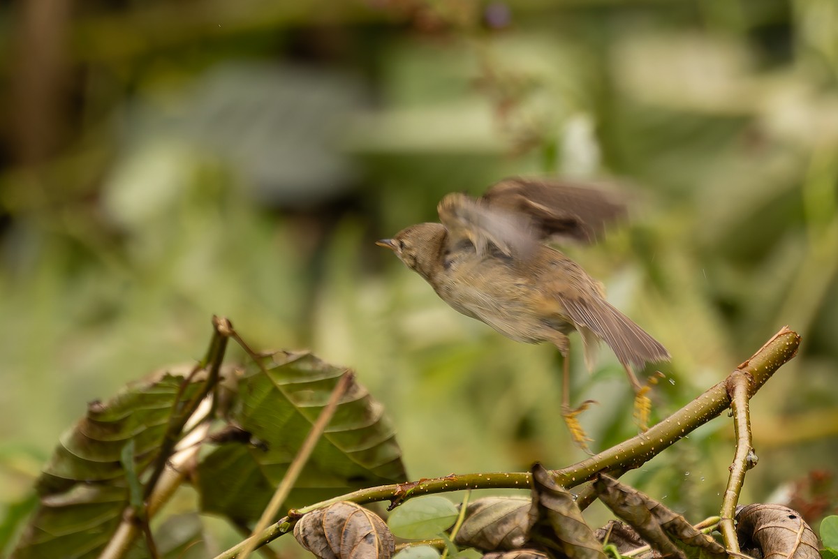 Marsh Warbler - Bart Hoekstra