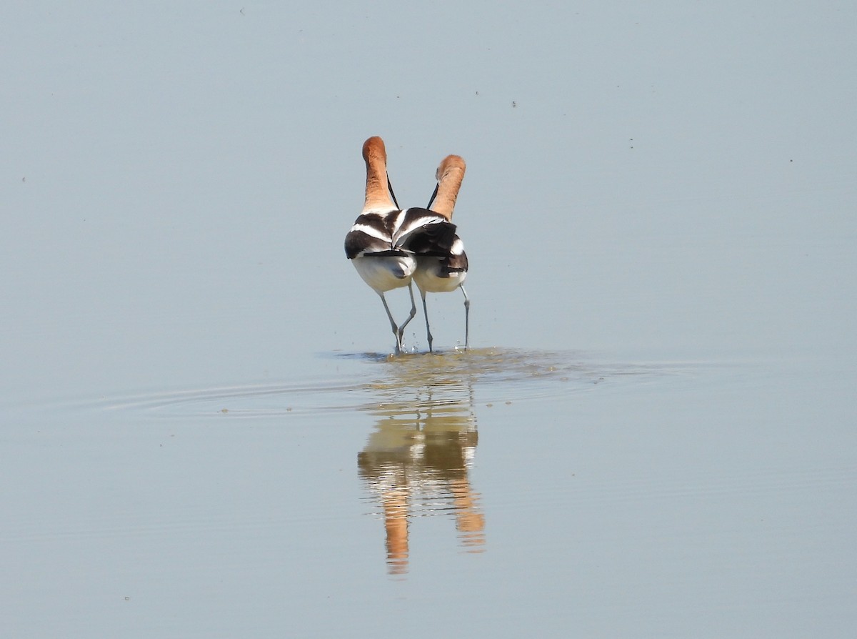 American Avocet - ML619606171