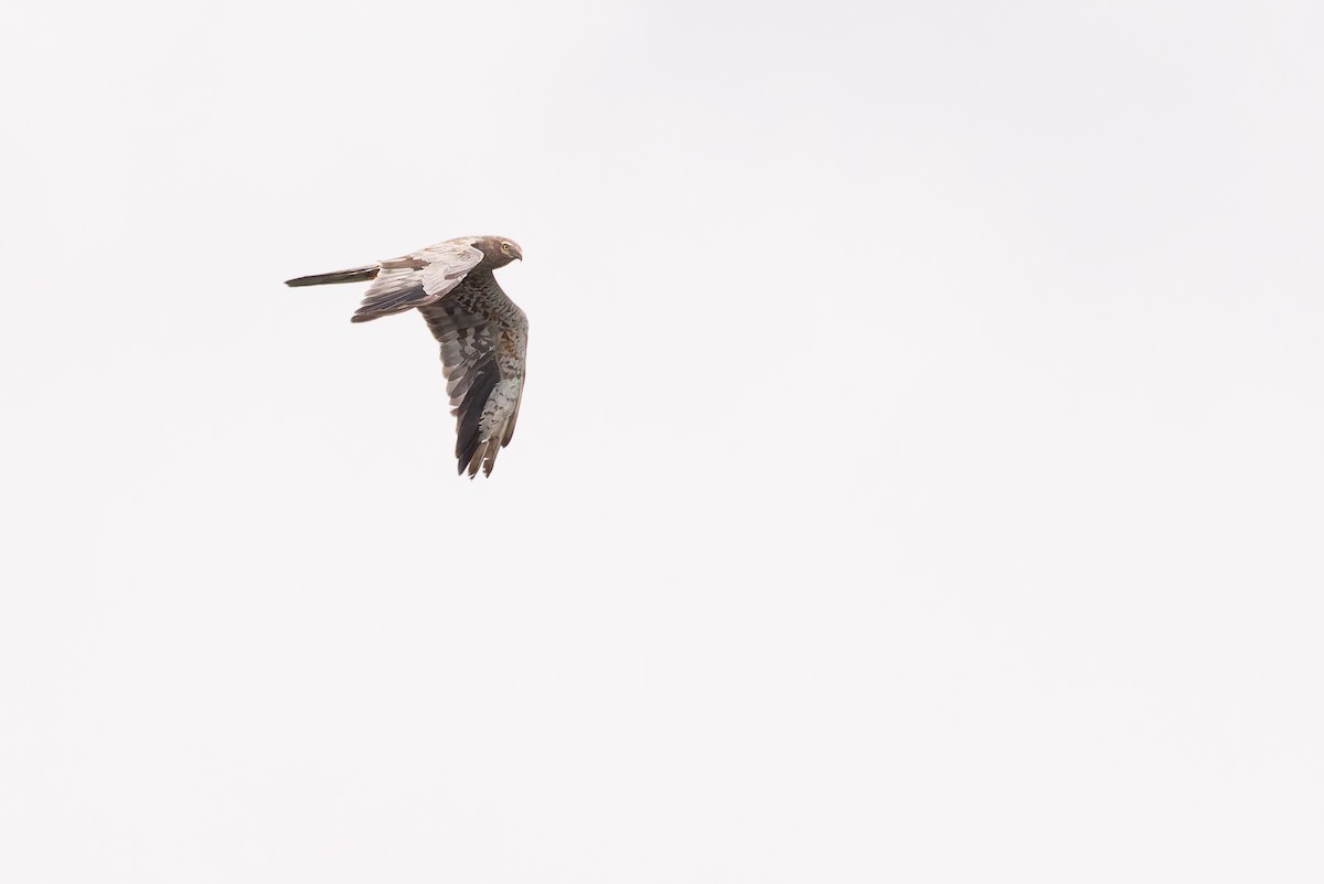 Montagu's Harrier - Bart Hoekstra