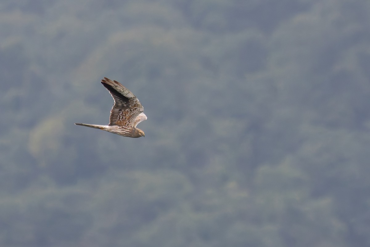 Montagu's Harrier - Bart Hoekstra