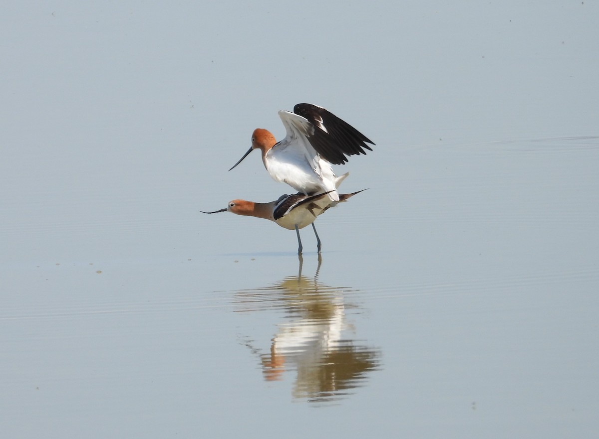 American Avocet - ML619606178