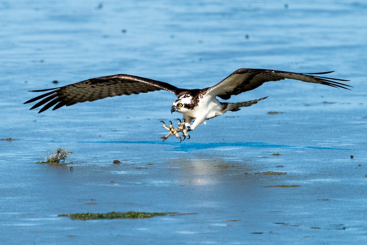 Águila Pescadora - ML619606179