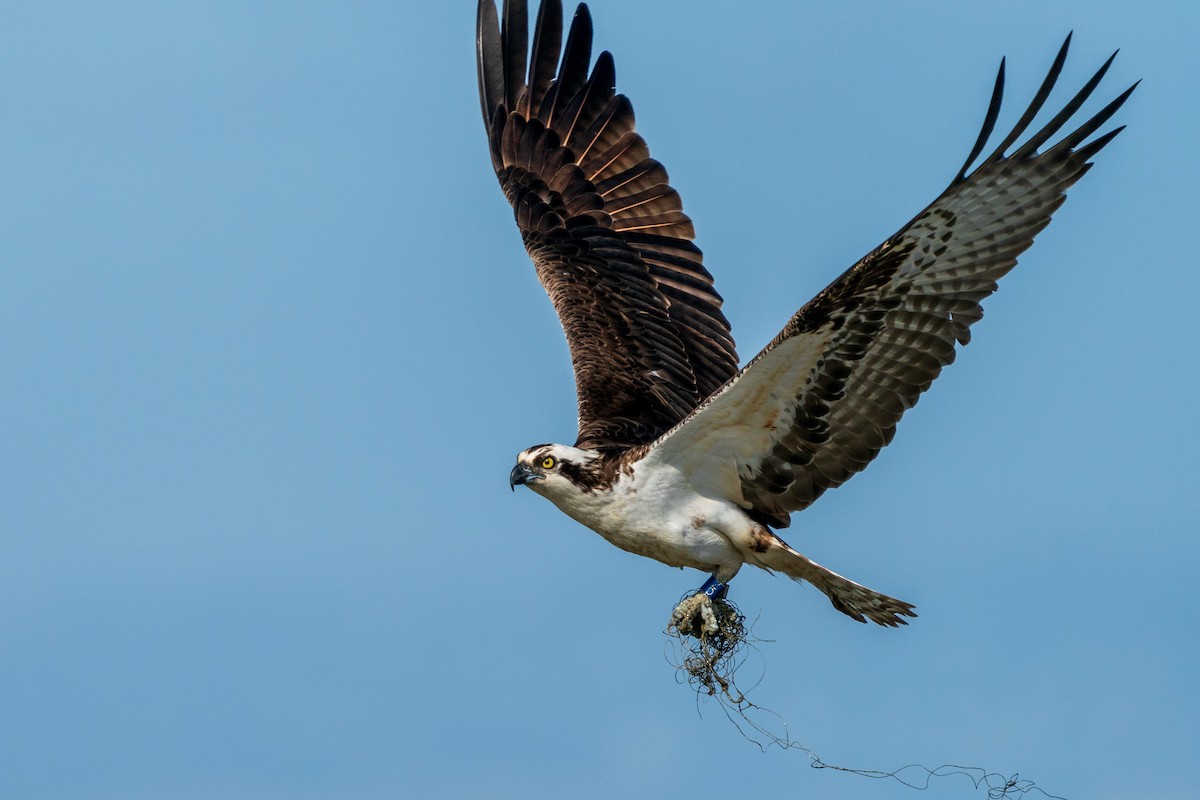 Osprey - L Lang