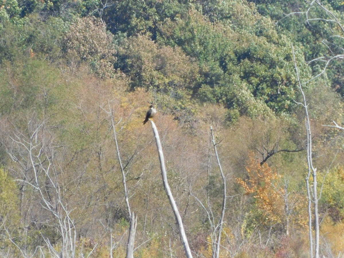 Peregrine Falcon - Sam Hartzler