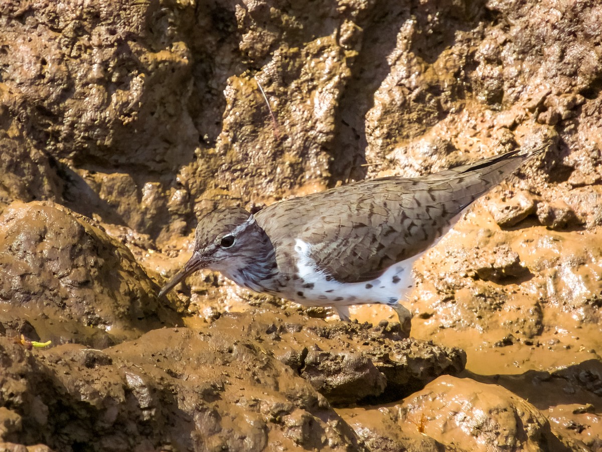 Spotted Sandpiper - Imogen Warren