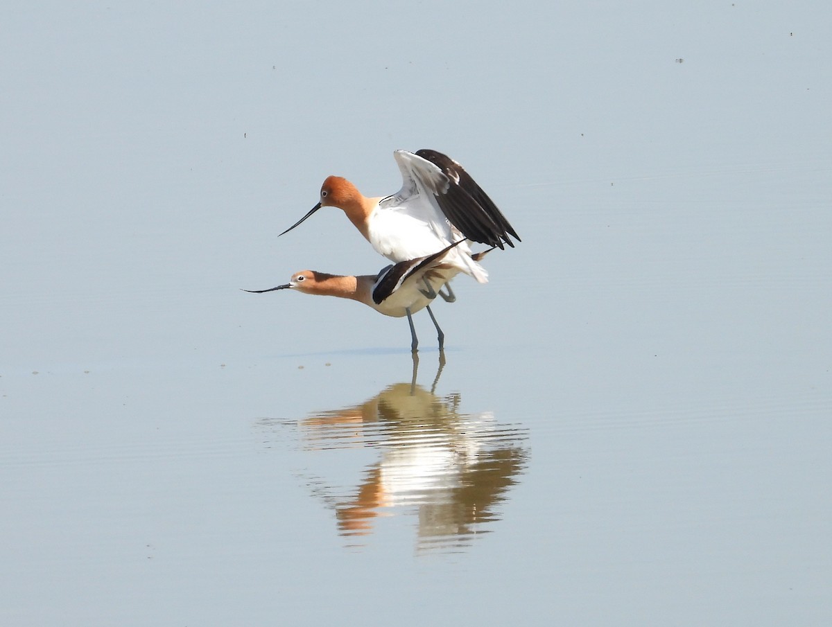 American Avocet - ML619606189