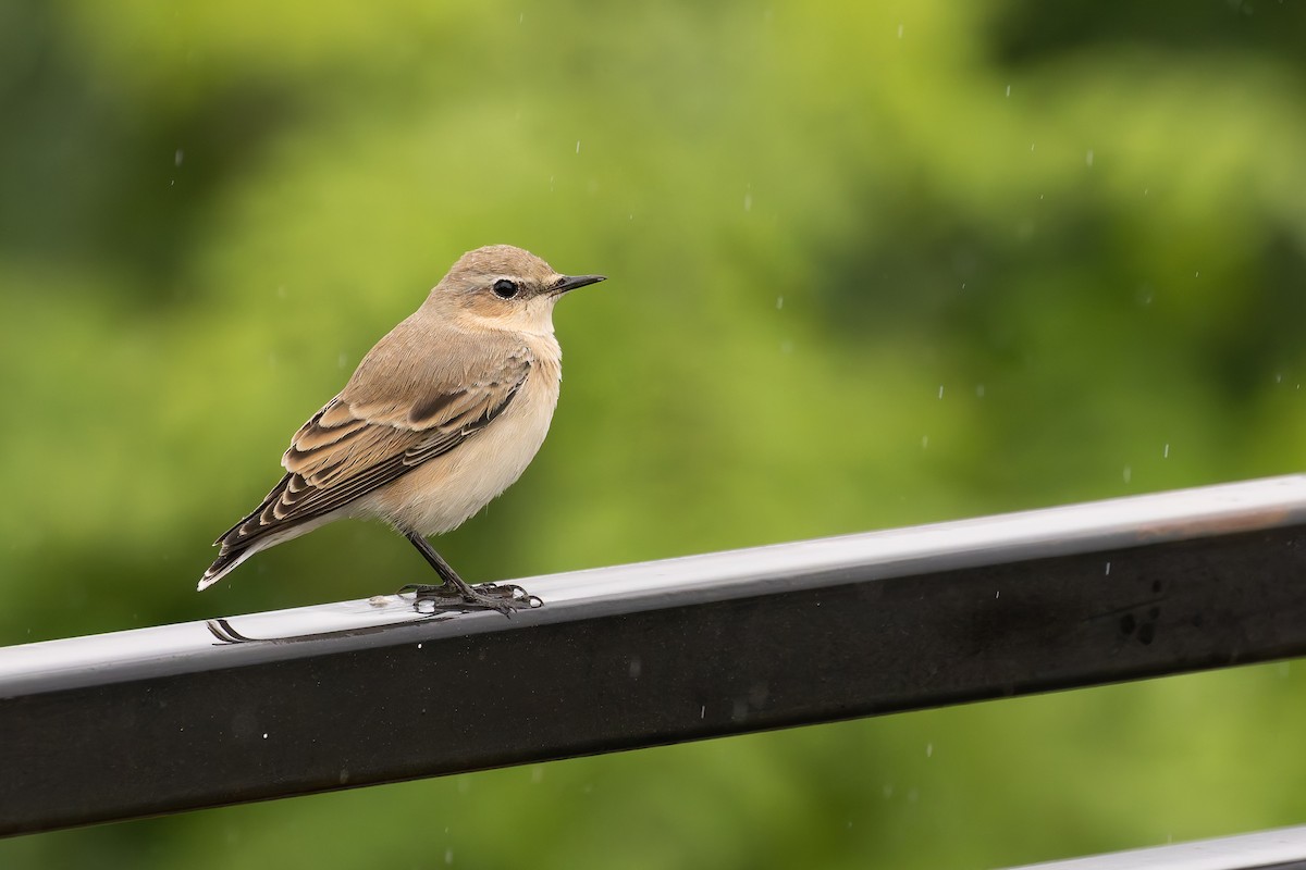 Northern Wheatear - Bart Hoekstra