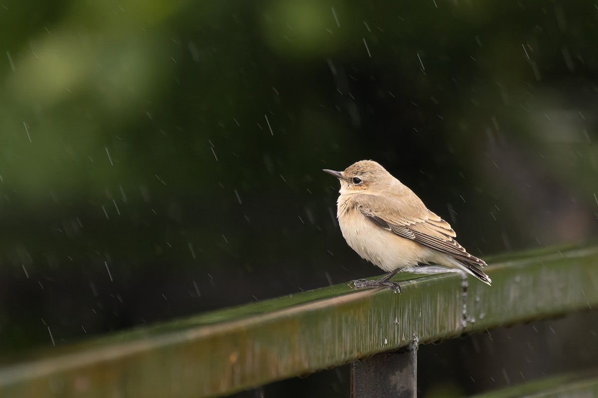 Northern Wheatear - Bart Hoekstra