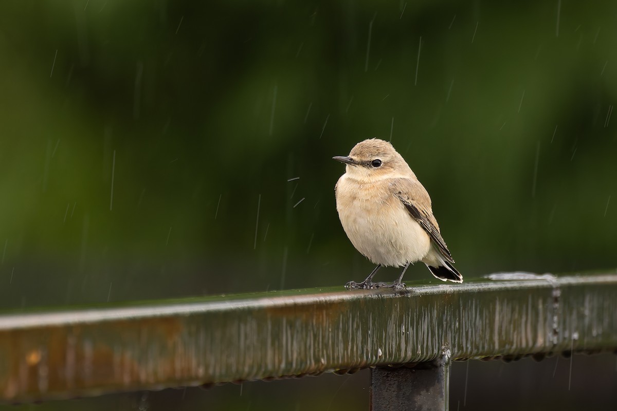 Northern Wheatear - Bart Hoekstra