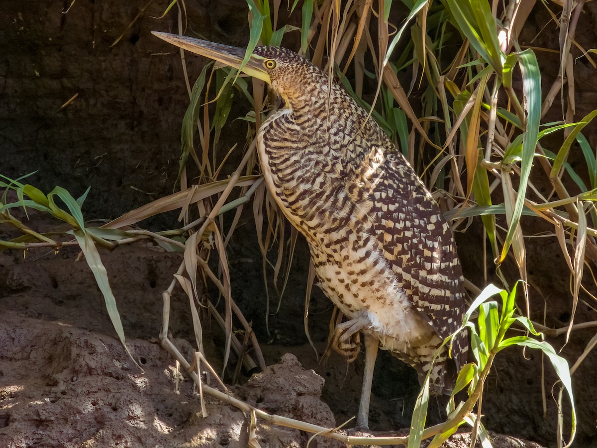 Bare-throated Tiger-Heron - Imogen Warren