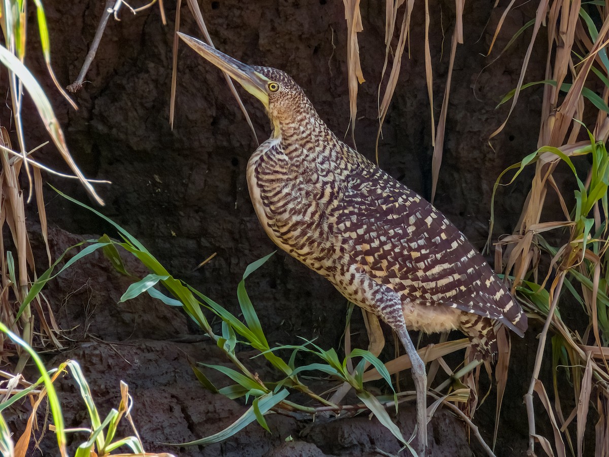 Bare-throated Tiger-Heron - Imogen Warren