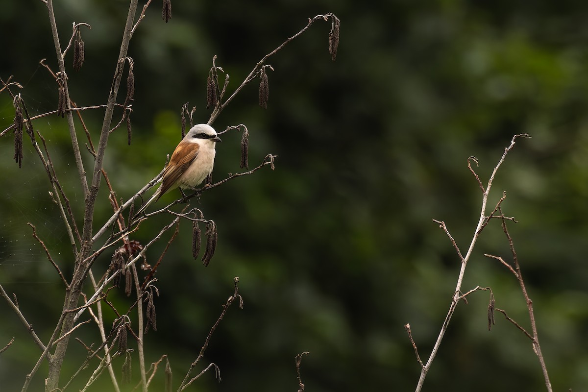 Red-backed Shrike - Bart Hoekstra