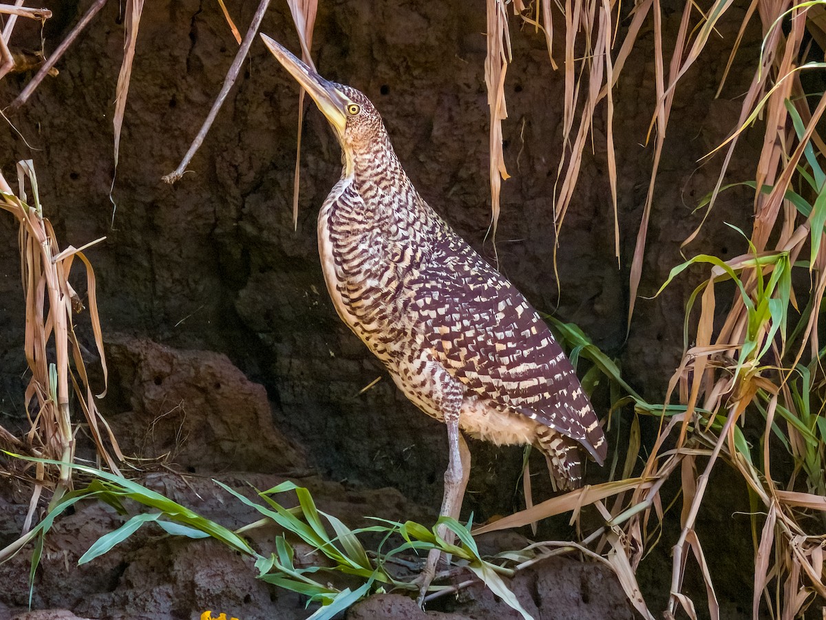 Bare-throated Tiger-Heron - Imogen Warren