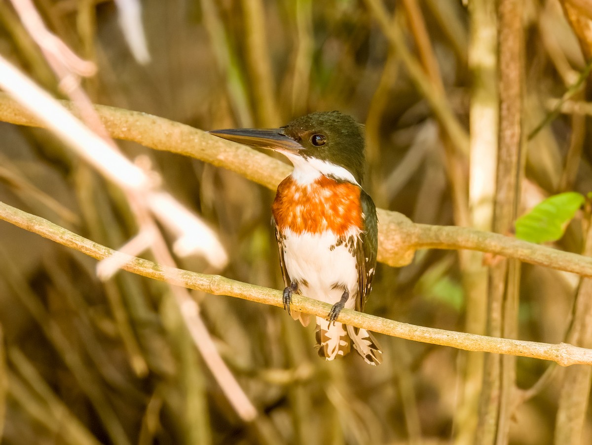 Green Kingfisher - Imogen Warren