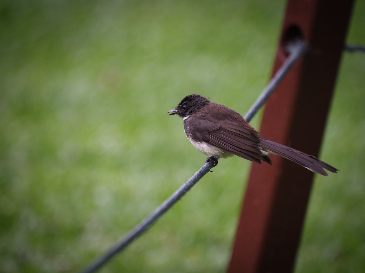 Malaysian Pied-Fantail - ML619606219