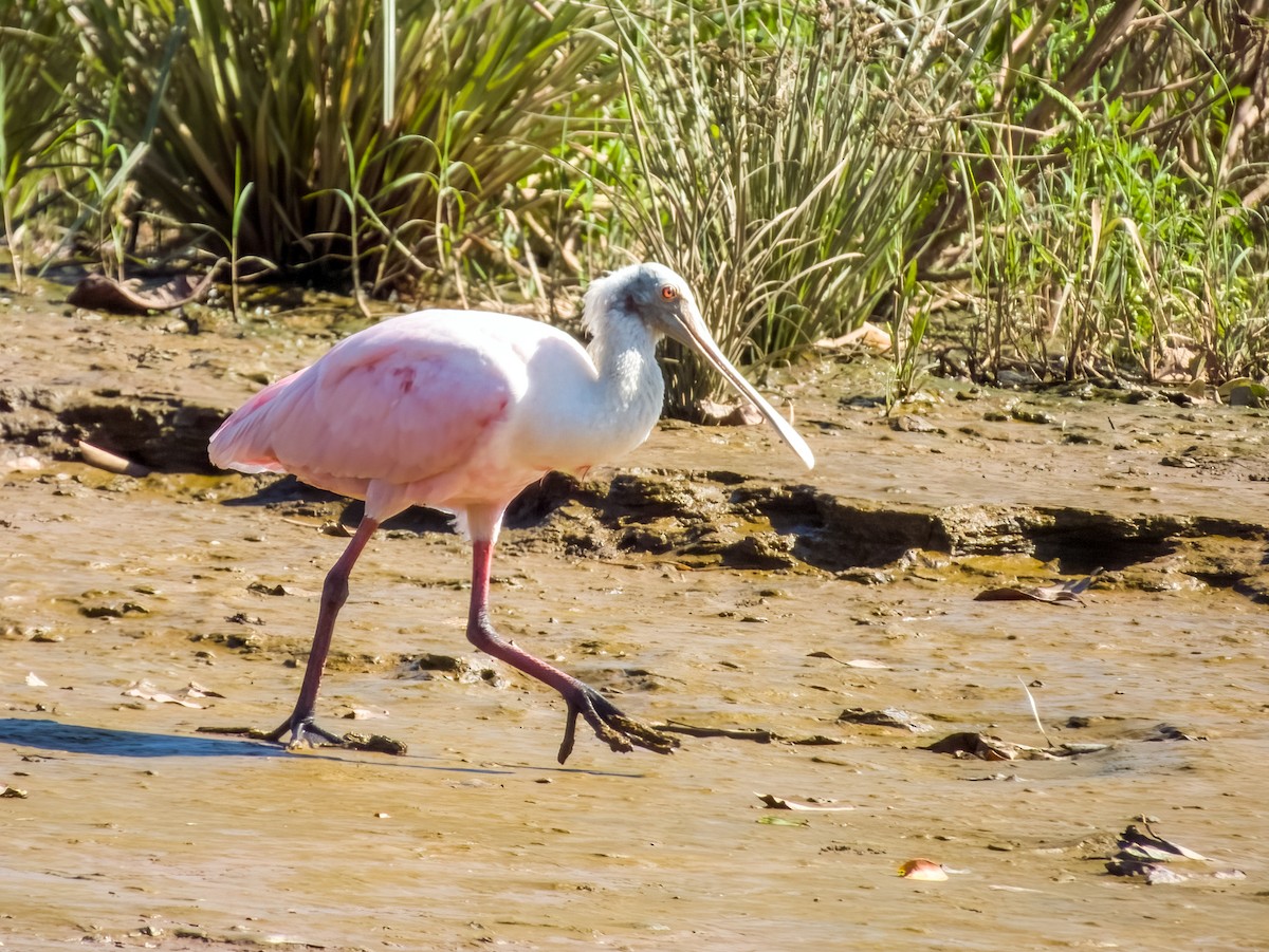 Roseate Spoonbill - Imogen Warren