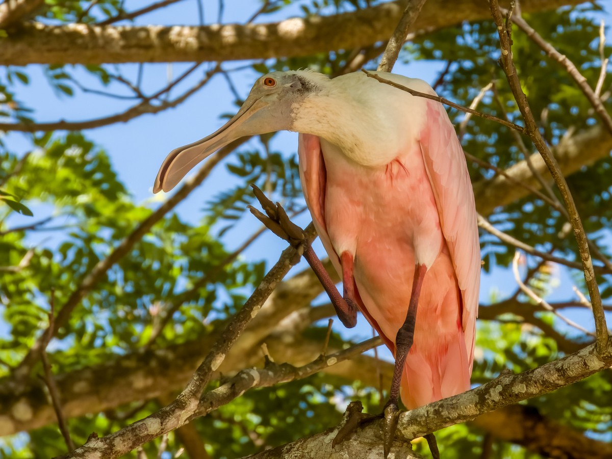 Roseate Spoonbill - Imogen Warren