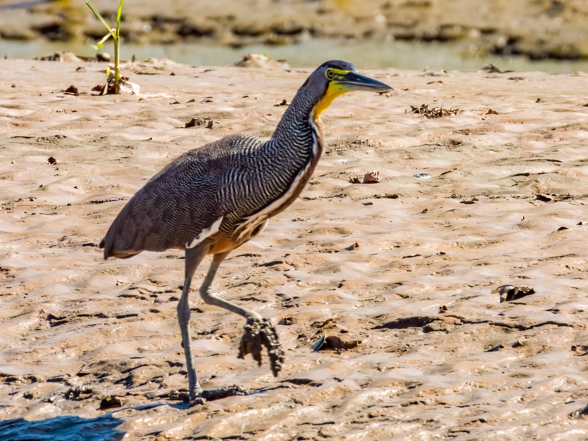 Bare-throated Tiger-Heron - Imogen Warren