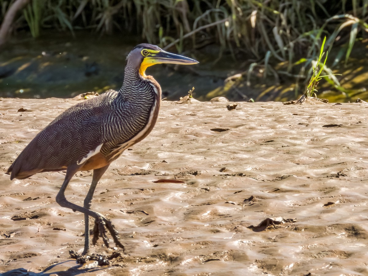 Bare-throated Tiger-Heron - Imogen Warren