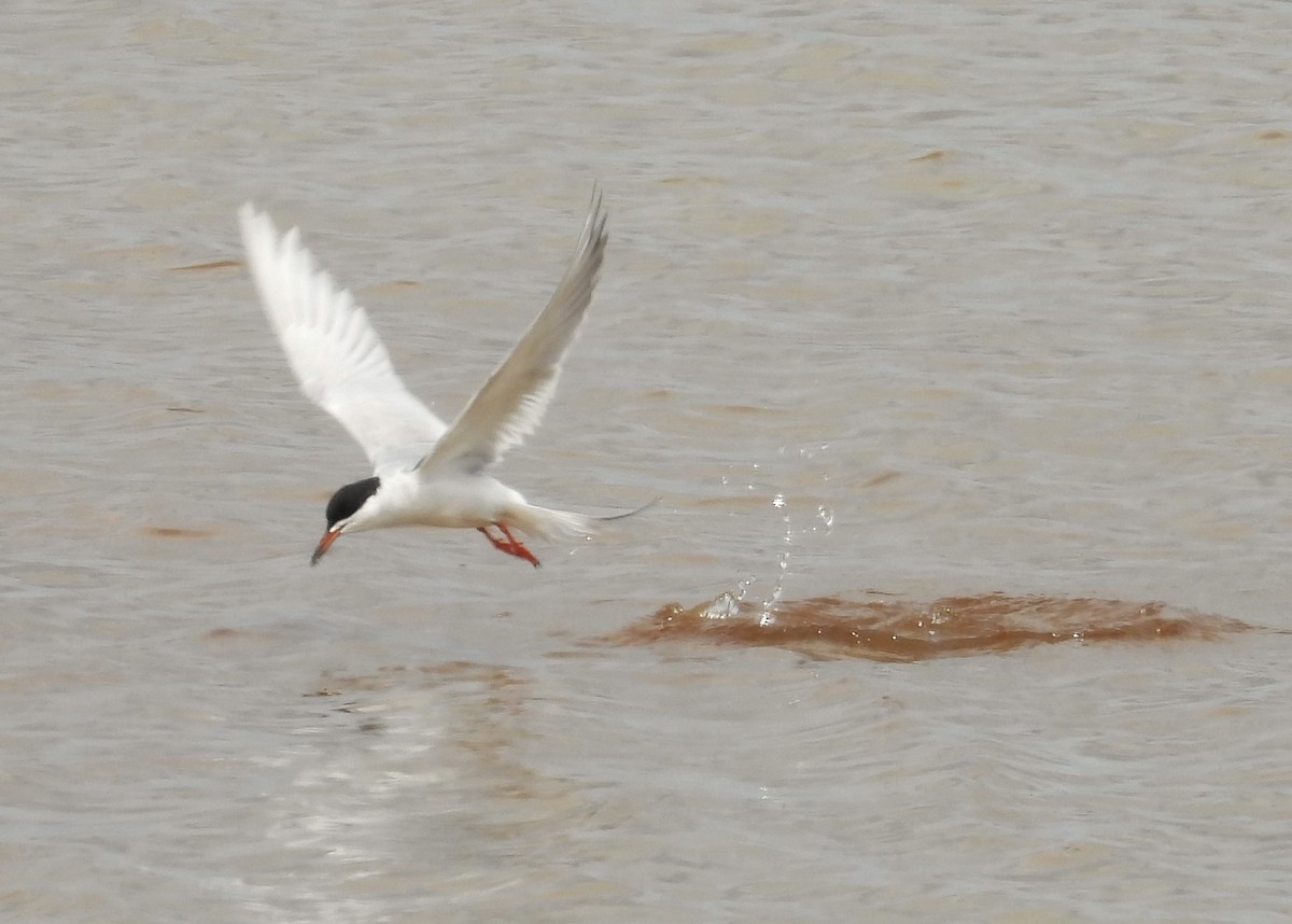 Forster's Tern - ML619606228